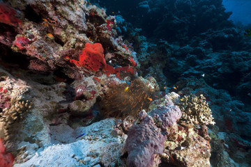 Fototapeta na wymiar Anemone and anemonefish in the Red Sea.