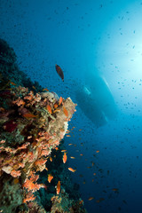 Marine life and boats in the Red Sea.