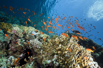 Fototapeta na wymiar Marine life in the Red Sea.