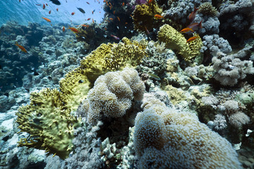 Marine life in the Red Sea.