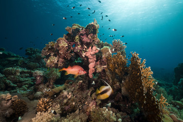 Marine life in the Red Sea.