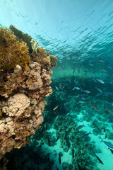 Fusiliers and coral in the Red Sea.