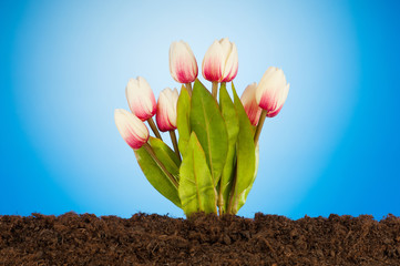 Obraz premium Colourful tulip flowers growing in the soil