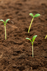 Green seedling illustrating concept of new life