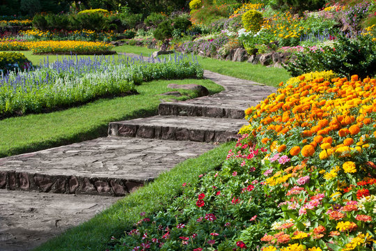beautiful flowers in park
