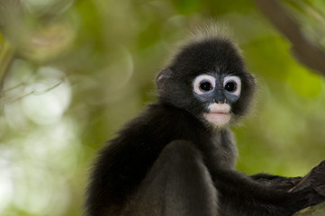 Dusky / Spectacled Langur (Presbytis obscurus)