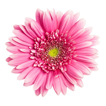 pink gerbera flower isolated on white background