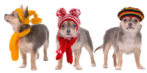 Three chihuahua puppies with scarfs and hats isolated on white