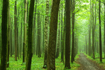 Obraz premium zielony las