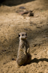 Fototapeta premium Suricate