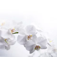 Papier Peint photo autocollant Orchidée orchidée blanche sur l& 39 eau