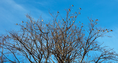 The bird's flight on branches