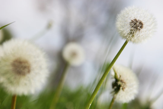 Fototapeta pusteblume auf wiese