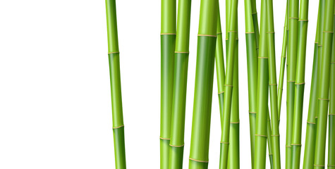 Bambous sur fond blanc 1
