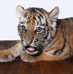 Tigerbaby_116052