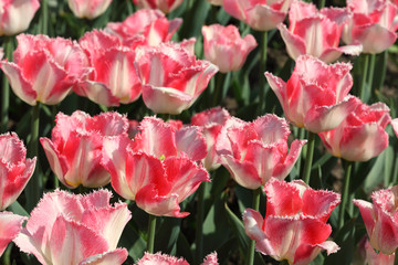 closeup of flowerbed with bright beautiful pink tulips