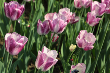 closeup of flowerbed with bright purple and white tulip