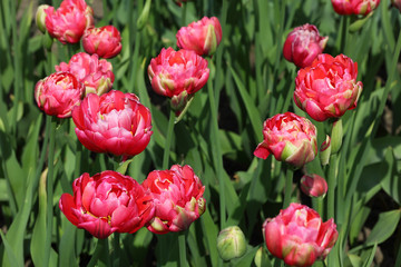 closeup of flowerbed with bright beautiful pink tulips