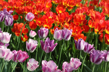 Fototapeta premium closeup of flowerbed with bright beautiful purple and red tulips