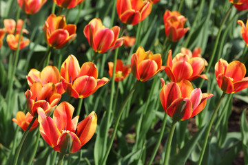 closeup of flowerbed with bright beautiful orange tulips