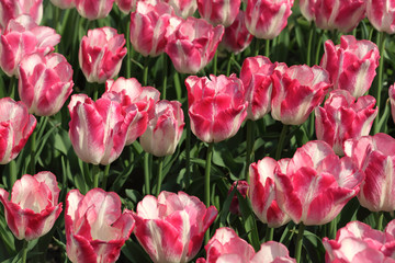 closeup of flowerbed with bright beautiful pink and white tulips