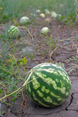Ripe water-melons