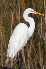 Snowy Egret