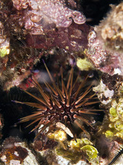 Reef Urchin