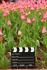 cinema clapper board on ground among field of tulips