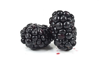 Mulberry