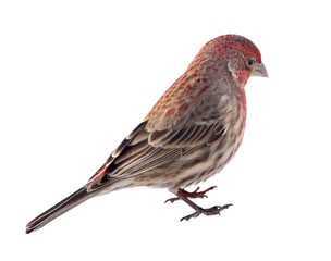 House Finch, Carpodacus mexicanus, Isolated