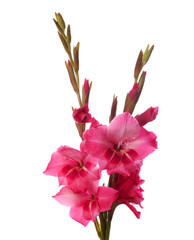 pink gladiolus isolated on white background