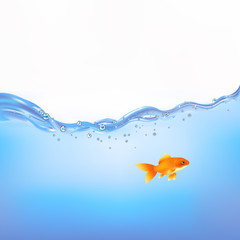 Goldfish In Water