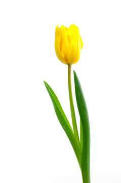 gelbe Tulpe