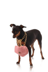 Pinscher con borsetta rosa