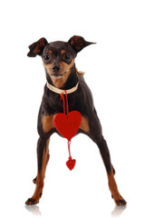 Pinscher con cuore © sery