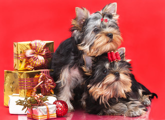 Yorkshire terrier puppy and gifts
