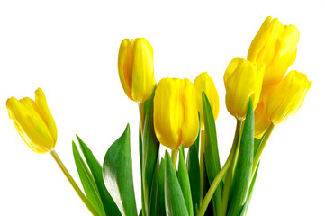 gelbe Tulpen