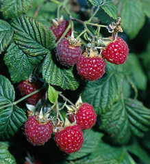 Himbeeren_212140