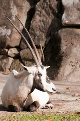 アラビアオリックス