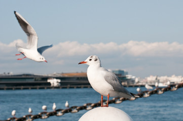 港のカモメ