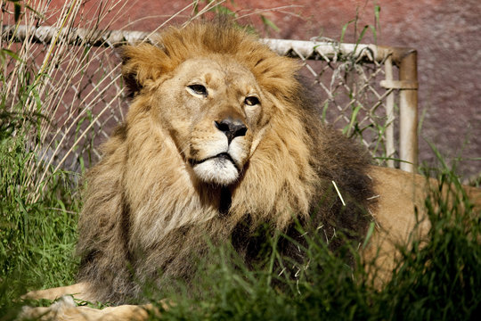 Captive Lion