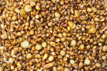 Boesenbergia rotunda