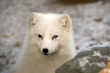 Polar fox.