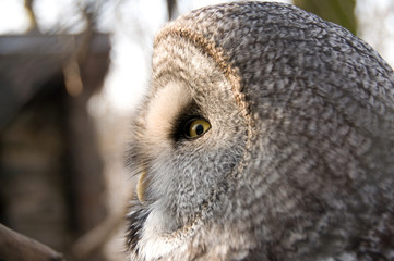 Great Grey Owl. Profile.