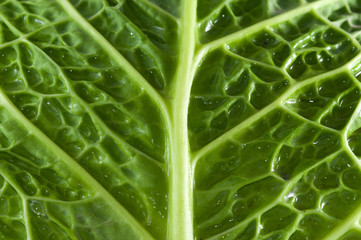 Leaf texture