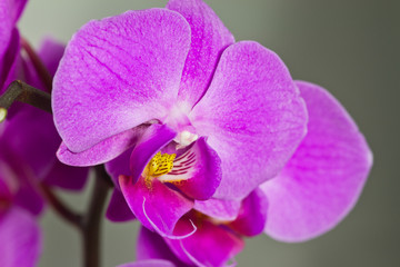 orchidee mauve