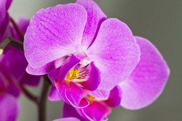 orchidee mauve