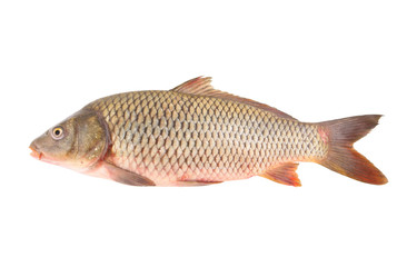 Big carp isolated on white background