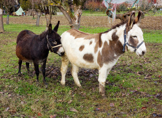 donkeys